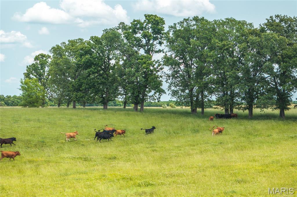 Photo 13 - Land for sale – TBD  Private Drive 3215 (Tract#1)   Rolla, MO