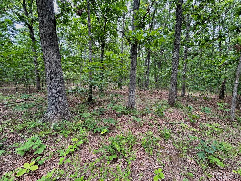 Photo 5 - Land for sale – 0  County Road 5500   Salem, MO