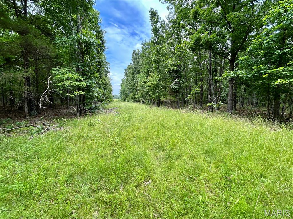 Photo 14 - Land for sale – 0  County Road 5500   Salem, MO
