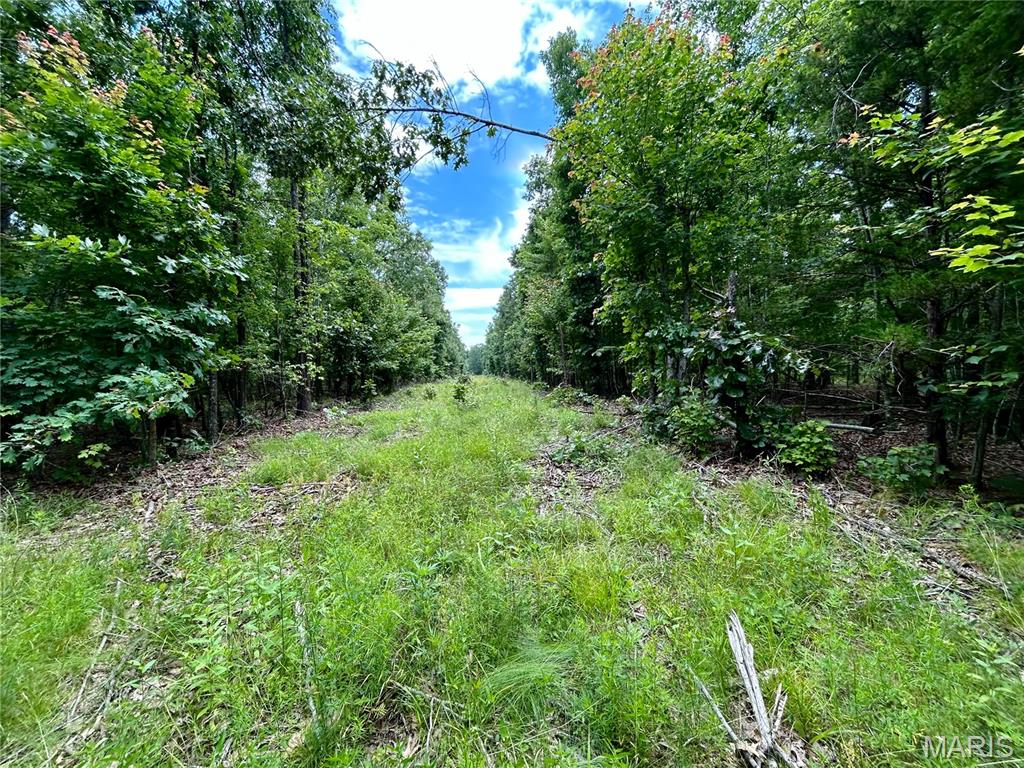 Photo 15 - Land for sale – 0  County Road 5500   Salem, MO