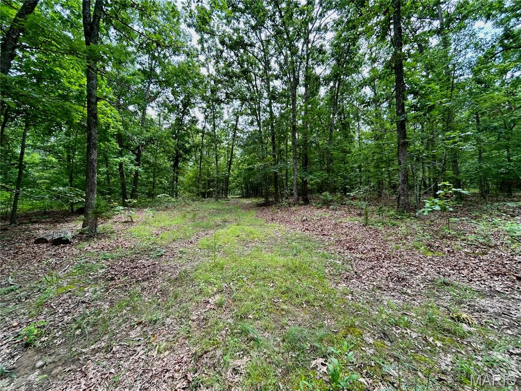 Photo 4 - Land for sale – 0  County Road 5500   Salem, MO