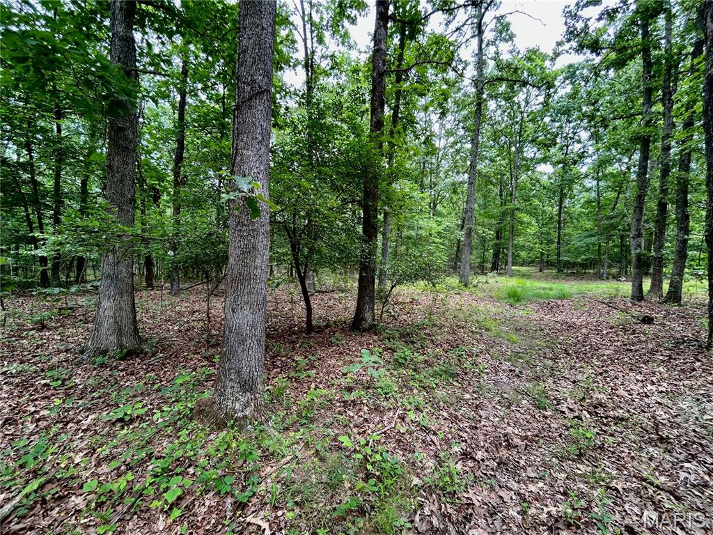 Photo 3 - Land for sale – 0  County Road 5500   Salem, MO