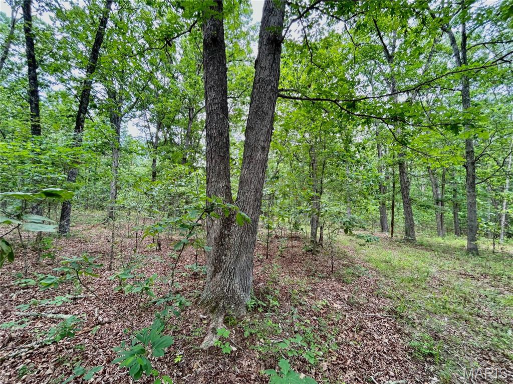 Photo 7 - Land for sale – 0  County Road 5500   Salem, MO