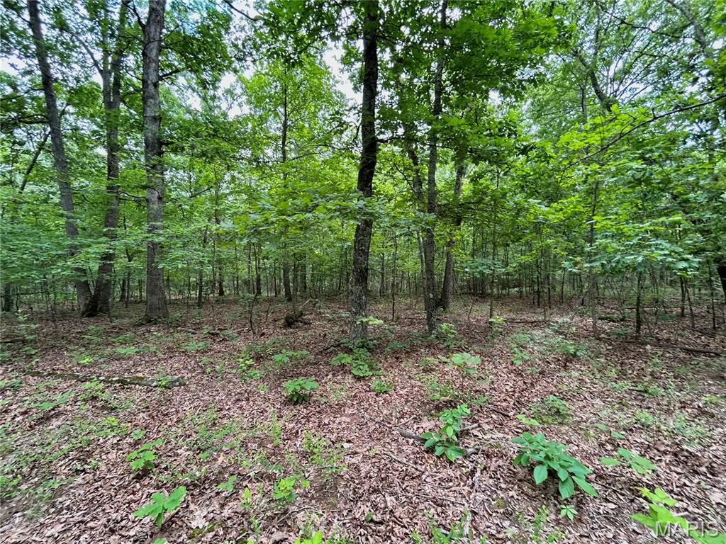 Photo 6 - Land for sale – 0  County Road 5500   Salem, MO