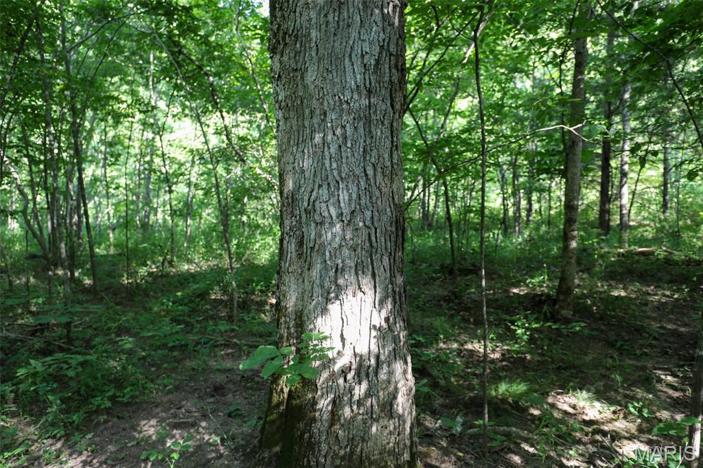 Photo 48 - Farm for sale – 5610  Cr-5610   Bunker, MO