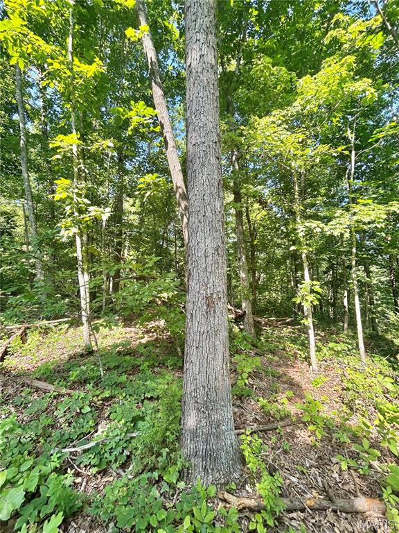 Photo 35 - Farm for sale – 3116  County Road 5615   Bunker, MO