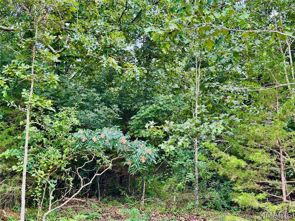Photo 2 - Land for sale – 000  Co Rd 4180 Lot 4   Salem, MO