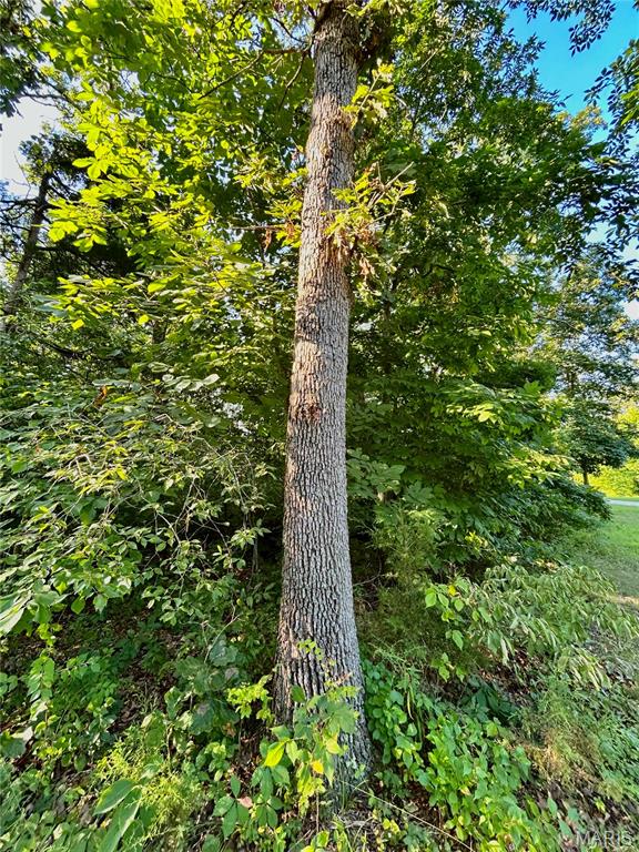 Photo 15 - Land for sale – 0  Tract 3 Private Lane 301 Off Highway 72   Salem, MO