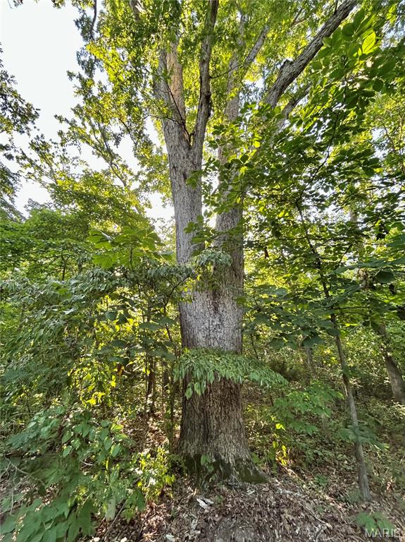 Photo 18 - Land for sale – 0  Tract 3 Private Lane 301 Off Highway 72   Salem, MO