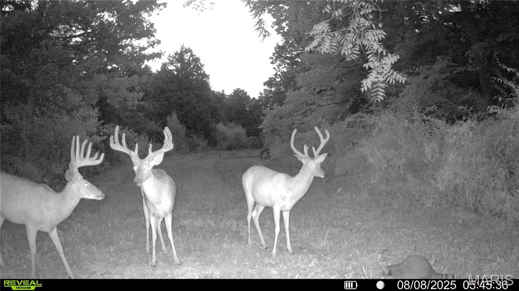 Photo 65 - Land for sale – 00  Mo-V   St James, MO