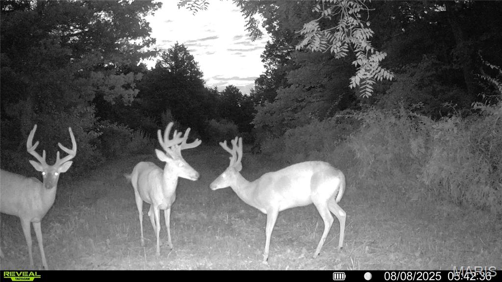 Photo 66 - Land for sale – 00  Mo-V   St James, MO