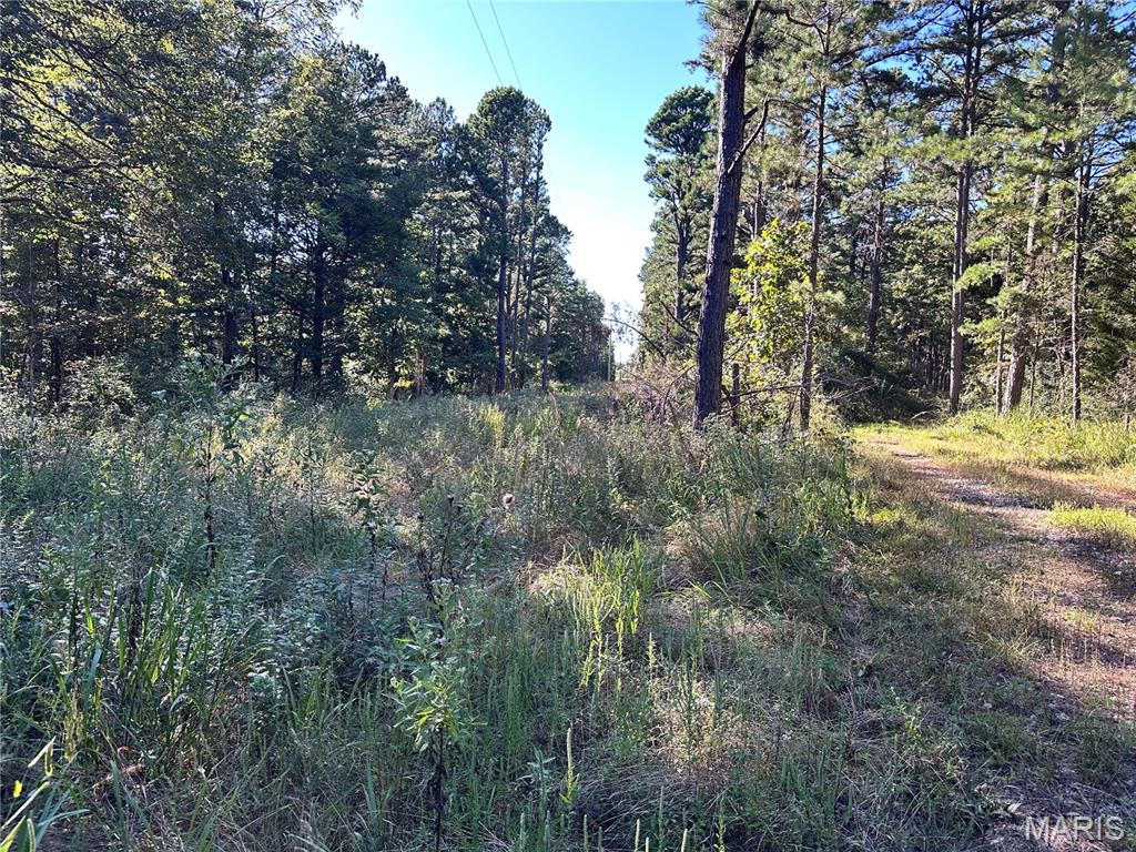 Photo 9 - Land for sale – 0  County Road 2590   Edgar Springs, MO