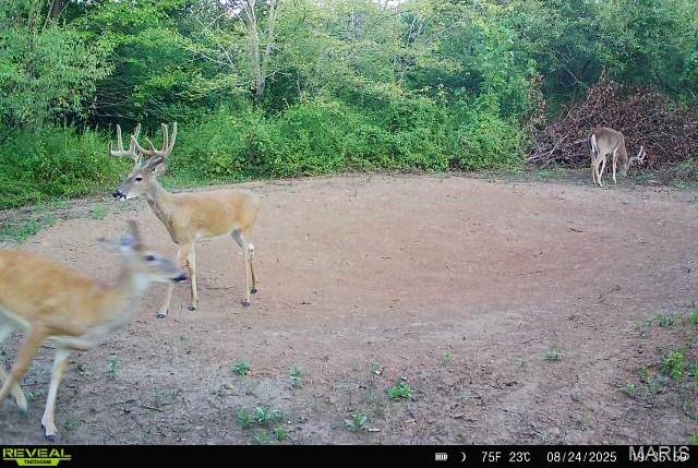 Photo 7 - Land for sale – 14585  State Route B   St James, MO