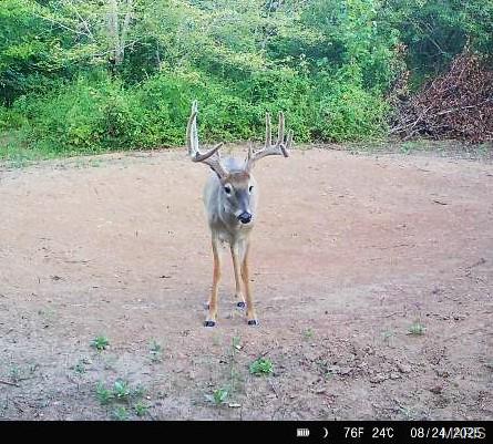 Photo 8 - Land for sale – 14585  State Route B   St James, MO