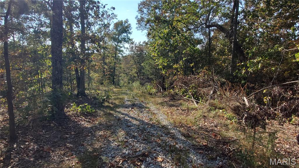 Photo 4 - Land for sale – 00  County Road 6030   Salem, MO