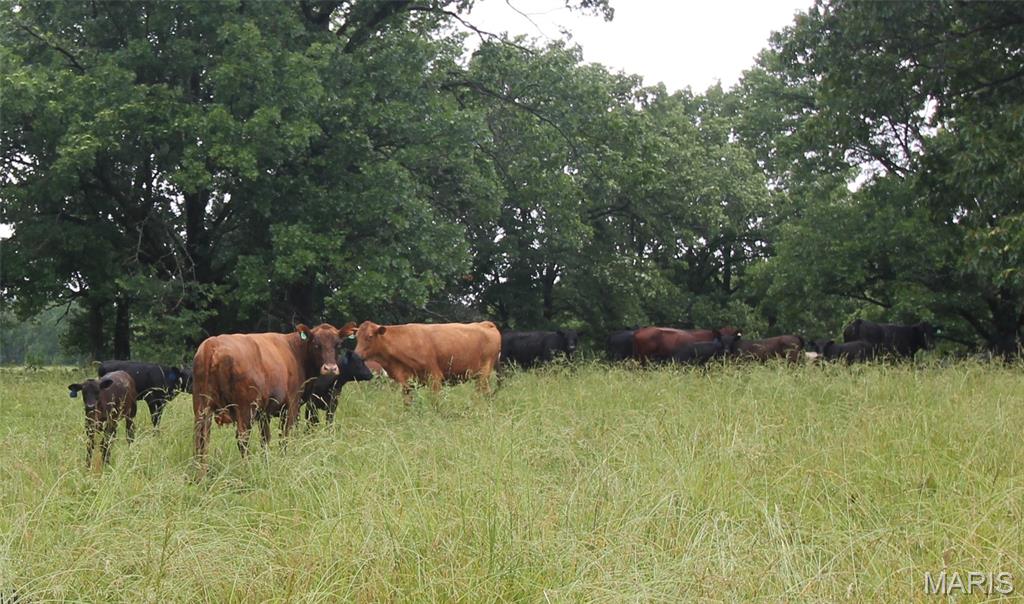 Photo 2 - Farm for sale – 16290  Maries Road 303   Vienna, MO