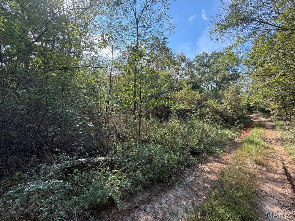 Photo 5 - Land for sale – 19450  Private Drive 6536   Beulah, MO
