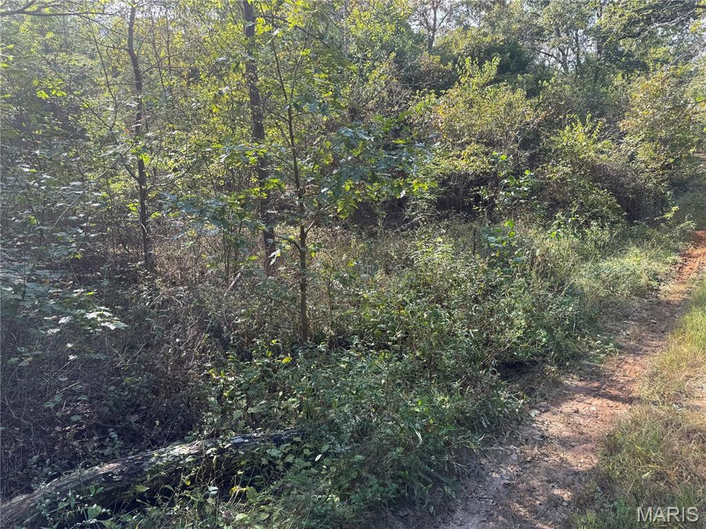 Photo 9 - Land for sale – 19450  Private Drive 6536   Beulah, MO