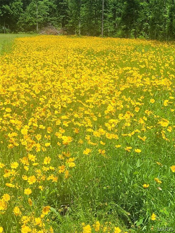 Photo 4 - Land for sale – TBD  County Road 5600   Salem, MO