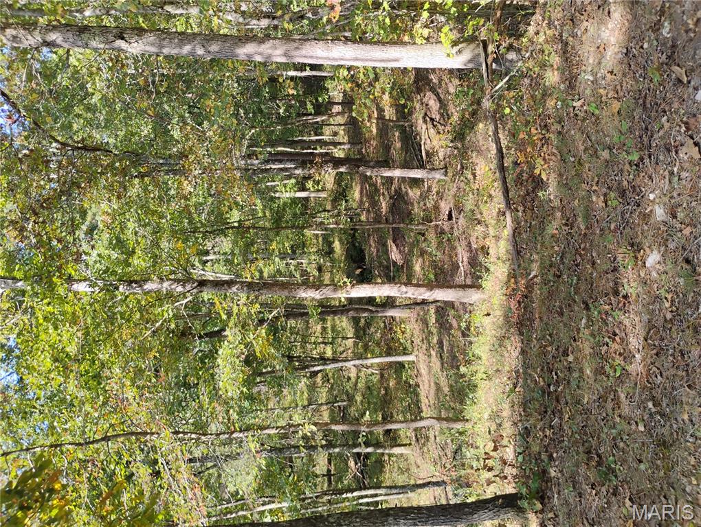 Photo 12 - Land for sale – TBD  County Road 5600   Salem, MO