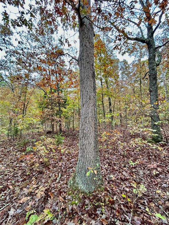 Photo 34 - Land for sale – TBD Tract 1  County Road 4215   Salem, MO