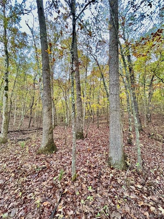 Photo 10 - Land for sale – TBD Tract 1  County Road 4215   Salem, MO