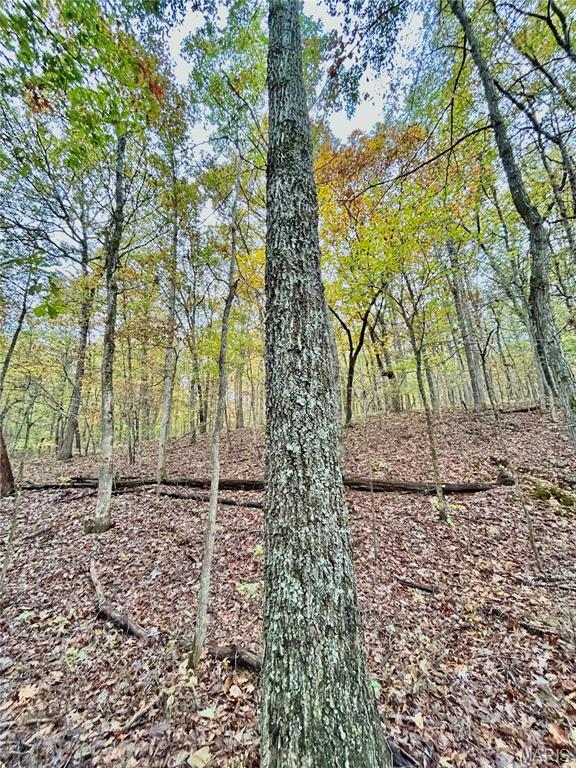 Photo 8 - Land for sale – TBD Tract 1  County Road 4215   Salem, MO
