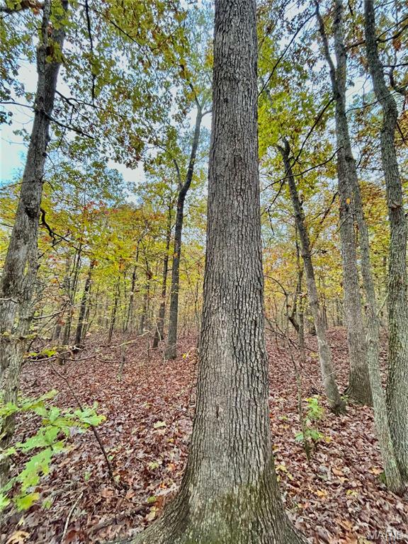 Photo 23 - Land for sale – TBD Tract 1  County Road 4215   Salem, MO