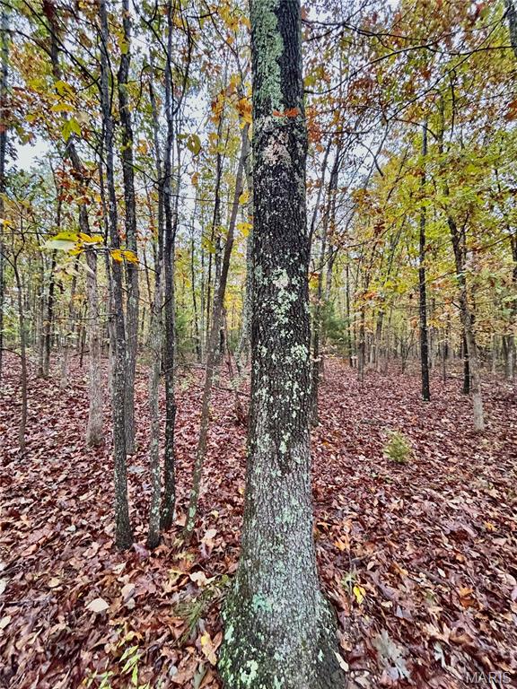 Photo 3 - Land for sale – TBD Tract 1  County Road 4215   Salem, MO