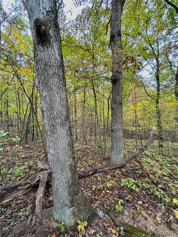 Photo 17 - Land for sale – TBD Tract 1  County Road 4215   Salem, MO