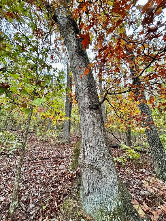 Photo 4 - Land for sale – TBD Tract 1  County Road 4215   Salem, MO