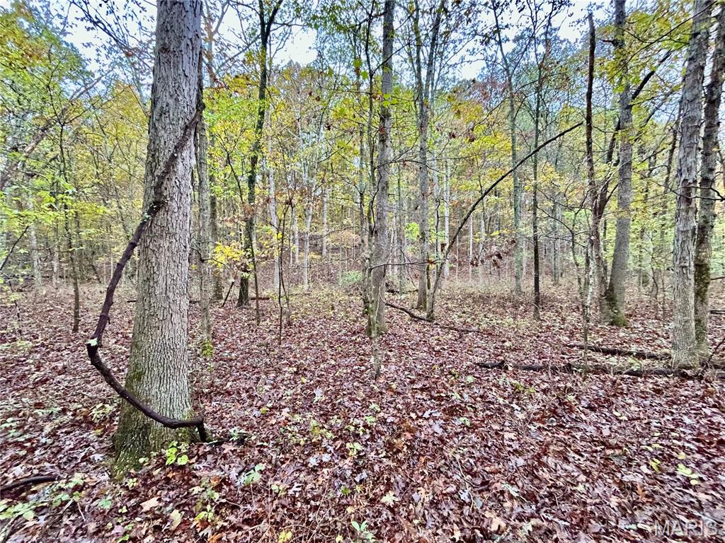 Photo 6 - Land for sale – TBD Tract 1  County Road 4215   Salem, MO