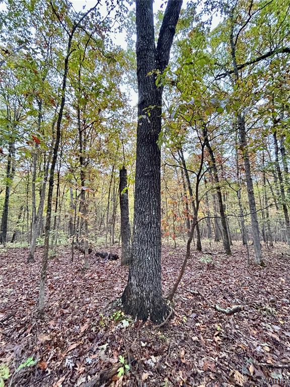 Photo 15 - Land for sale – TBD Tract 1  County Road 4215   Salem, MO