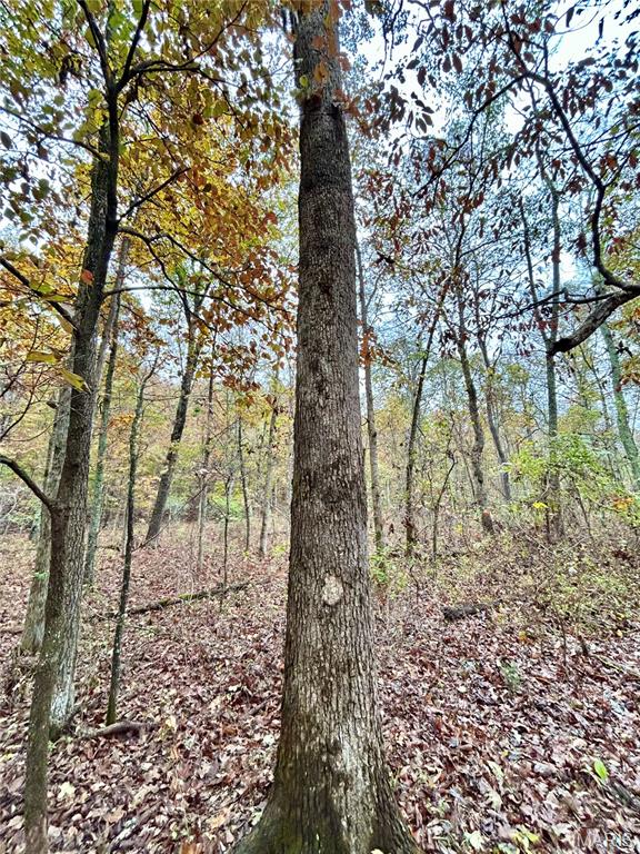 Photo 9 - Land for sale – TBD Tract 1  County Road 4215   Salem, MO