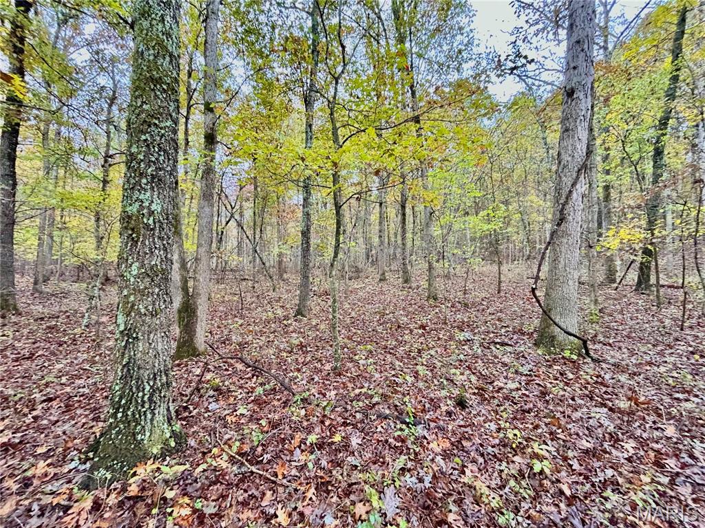 Photo 5 - Land for sale – TBD Tract 1  County Road 4215   Salem, MO