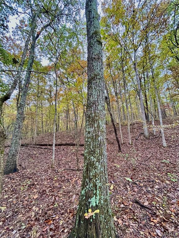 Photo 7 - Land for sale – TBD Tract 1  County Road 4215   Salem, MO