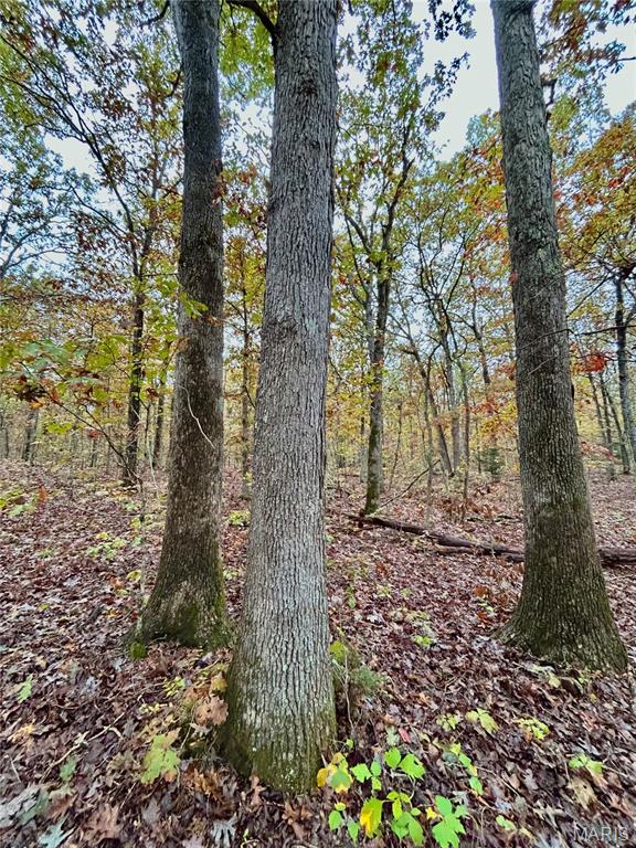 Photo 24 - Land for sale – TBD Tract 1  County Road 4215   Salem, MO