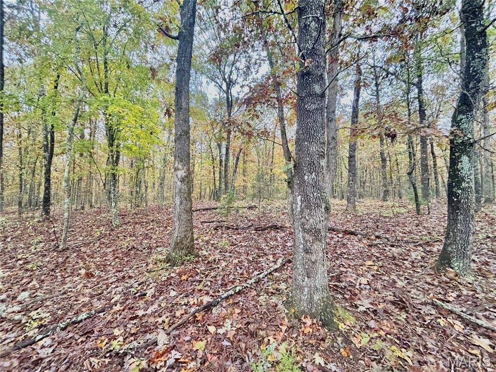 Photo 5 - Land for sale – TBD Tract 4  County Road 4215   Salem, MO