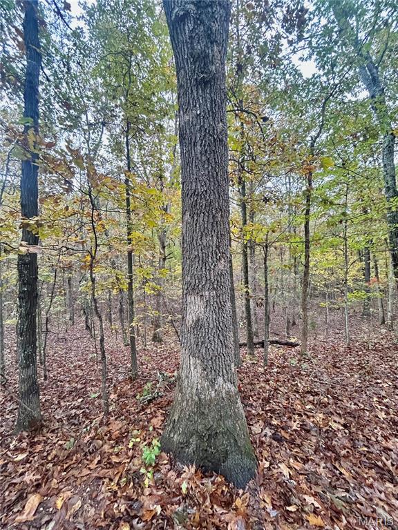 Photo 8 - Land for sale – TBD Tract 4  County Road 4215   Salem, MO