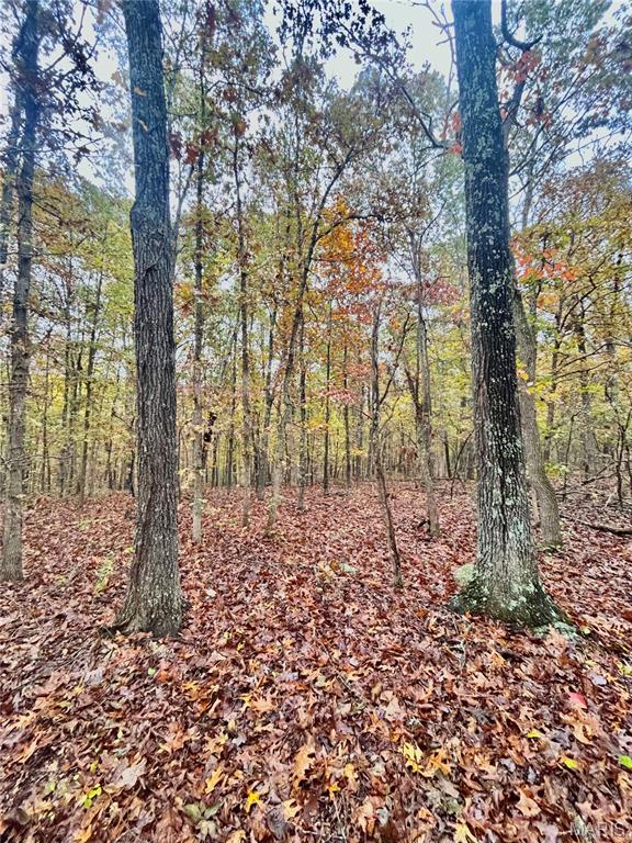 Photo 19 - Land for sale – TBD Tract 4  County Road 4215   Salem, MO