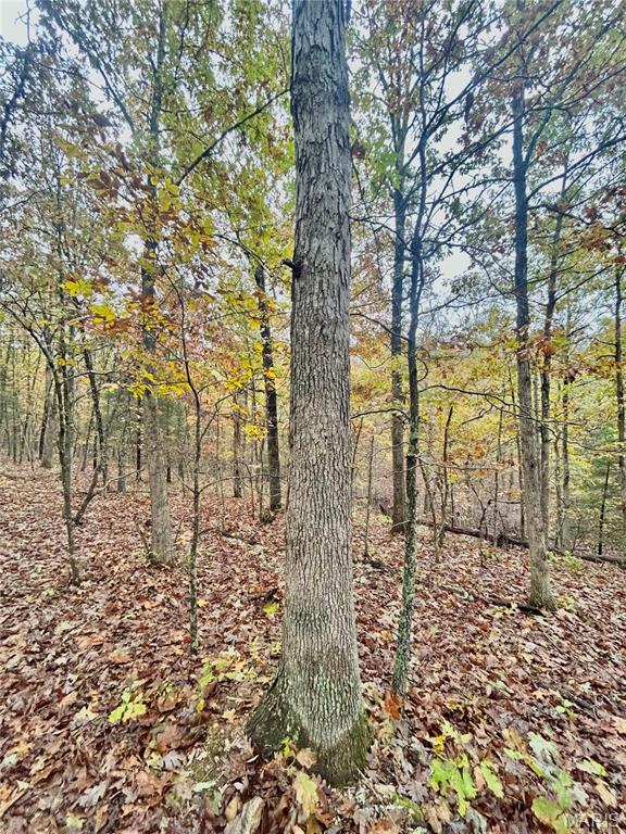 Photo 6 - Land for sale – TBD Tract 4  County Road 4215   Salem, MO