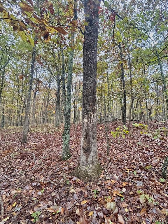 Photo 10 - Land for sale – TBD Tract 4  County Road 4215   Salem, MO