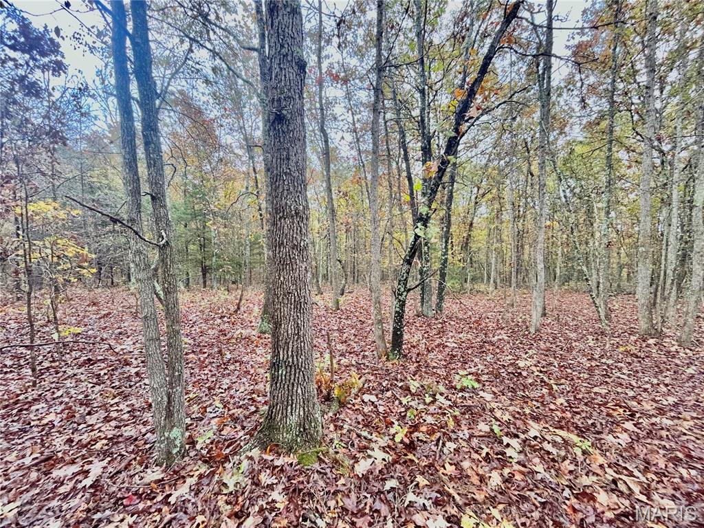 Photo 4 - Land for sale – TBD Tract 4  County Road 4215   Salem, MO