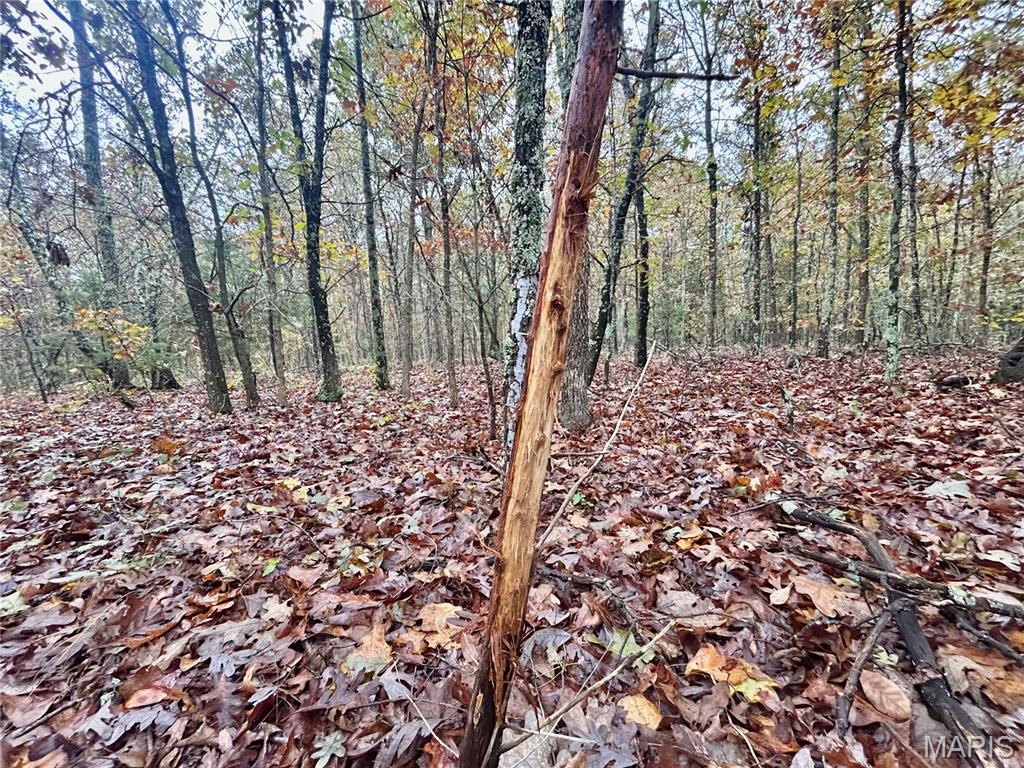 Photo 3 - Land for sale – TBD Tract 4  County Road 4215   Salem, MO