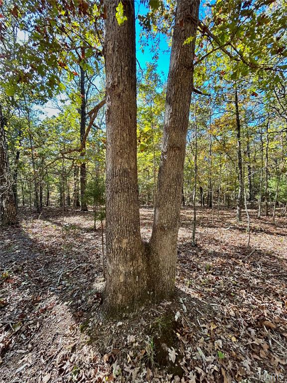 Photo 9 - Land for sale – TBD Tract 7  County Road 4210   Salem, MO