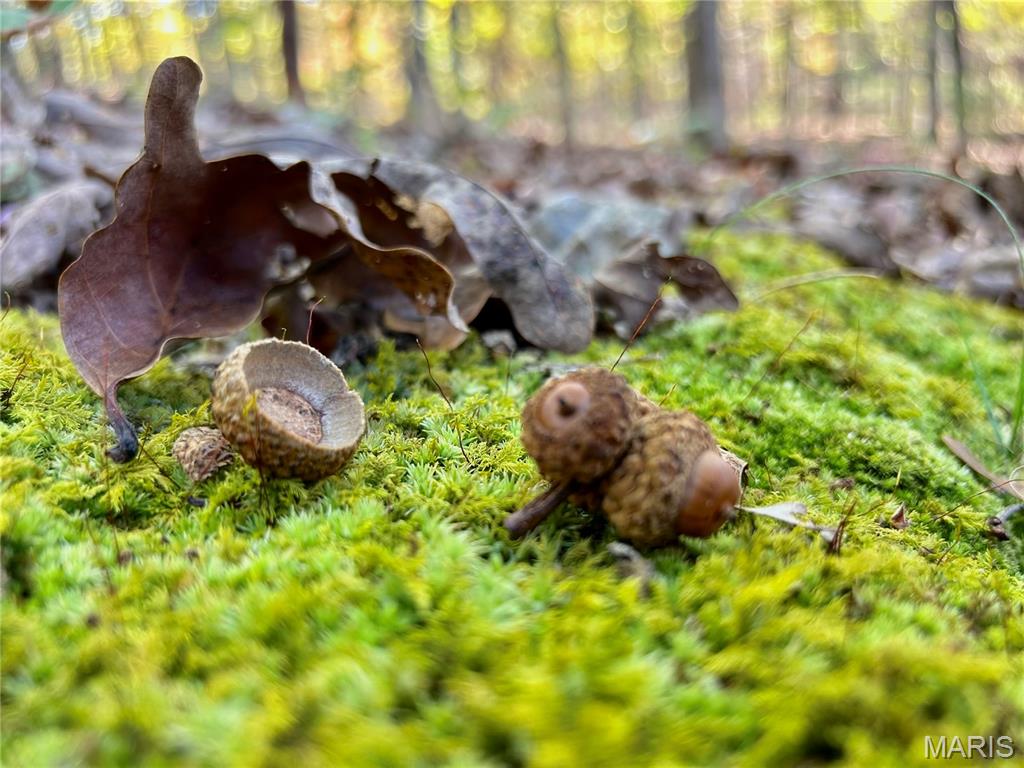 Land for sale – TBD Tract 7  County Road 4210   Salem, MO