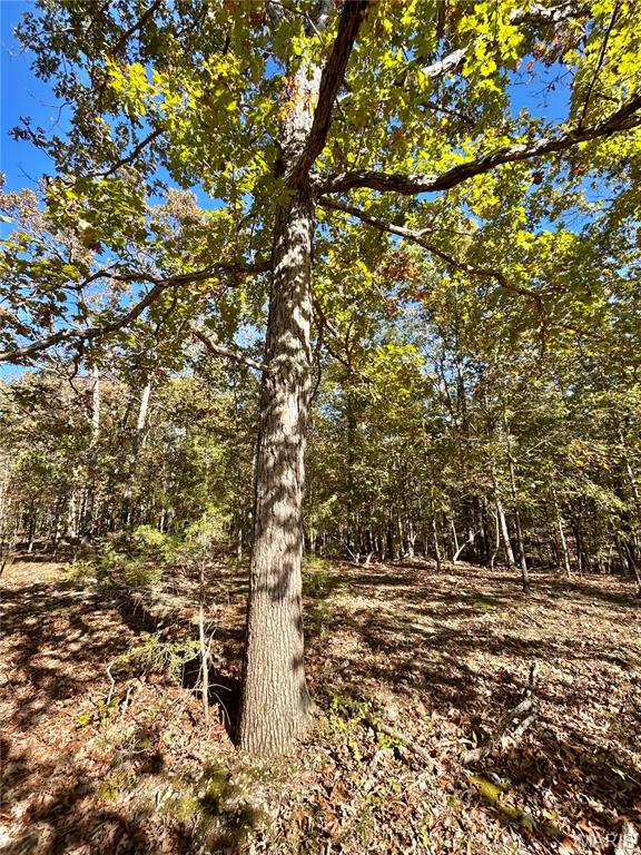 Photo 5 - Land for sale – TBD Tract 7  County Road 4210   Salem, MO