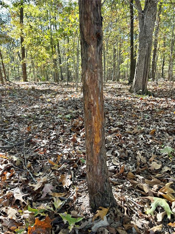 Photo 14 - Land for sale – TBD Tract 7  County Road 4210   Salem, MO