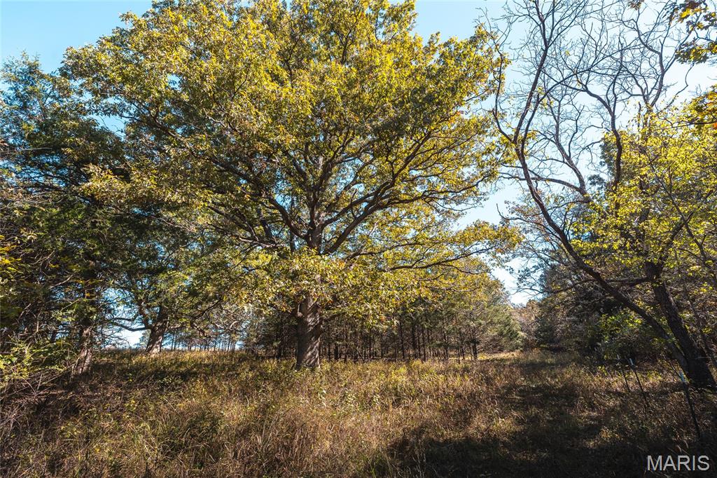 Photo 6 - Land for sale – 45694  Highway 72   Salem, MO