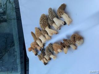 Photo 65 - Farm for sale – 205  County Road 6550   Salem, MO